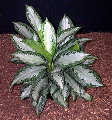 Aglaonema Silverado