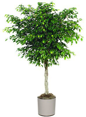 Ficus